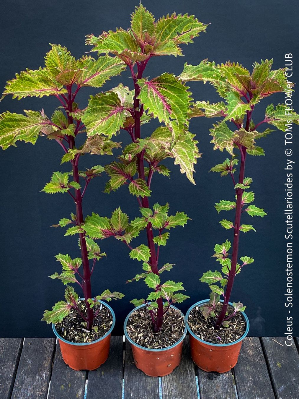 Pflanzen & Samen: Buntnessel - Coleus - rund 60cm Stämmchen – Neu und originalverpackt aus Adliswil von astom369 1