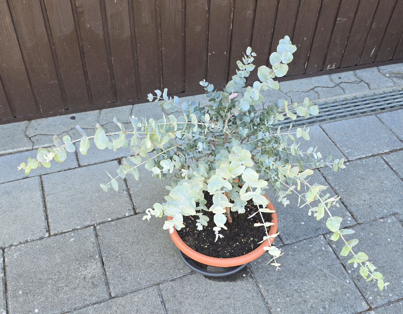 Pflanzen & Samen: Wunderschöne Eucalyptus Pflanze – Gebraucht aus Aarburg von popkorn65 1