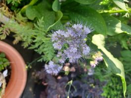 Samen Bienenfreund Phacelia 20-30Stk  2024