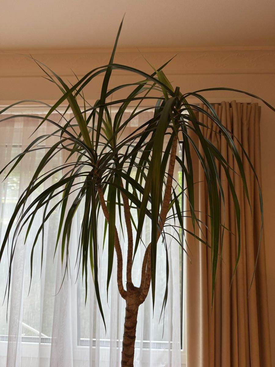 Piante & sementi: Einfache Palme/Drachenbaum 1,90m – Usato da Rümlang venduto da Gruseh.ch 3