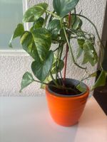Zimmerpflanze, Epipremnum aureum, imnkl Übertopf,