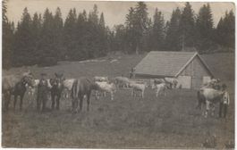 LANDWIRTSCHAFT/PFERD/KUH 1910 JU/NE/VD?
