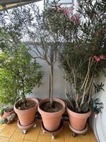 Olivenbaum aus Italien, 165 cm hoch, 80 cm breit.