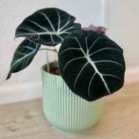 🖤 Alocasia Reginula ‘Black Velvet’ Rhizome