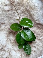 Hoya fungii (hybrid)