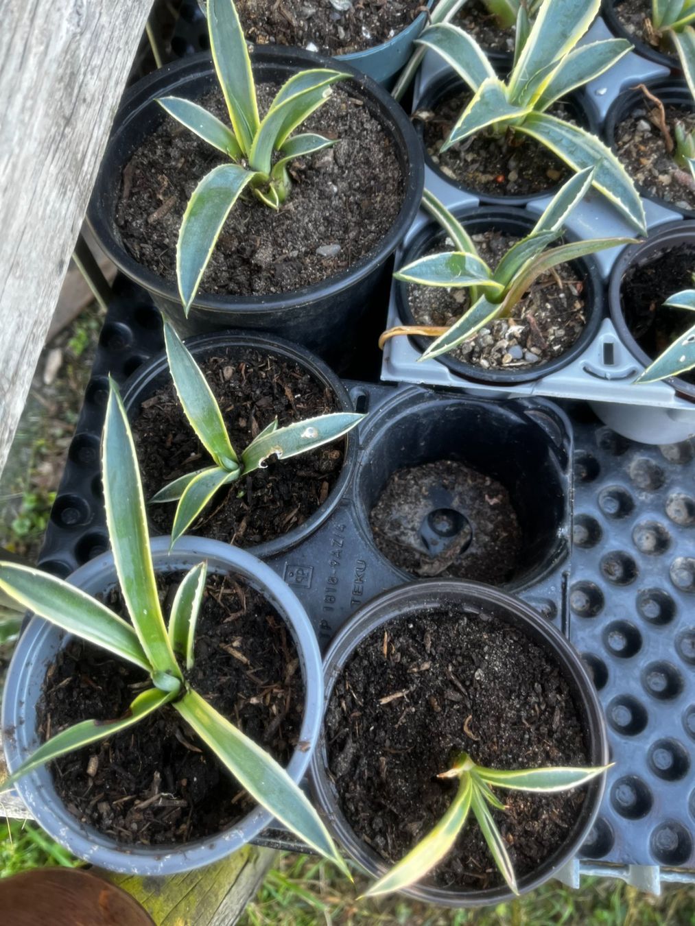 Pflanzen & Samen: Agave americana – Neu (gemäss Beschreibung) aus Vinelz von Wellensittich55 3