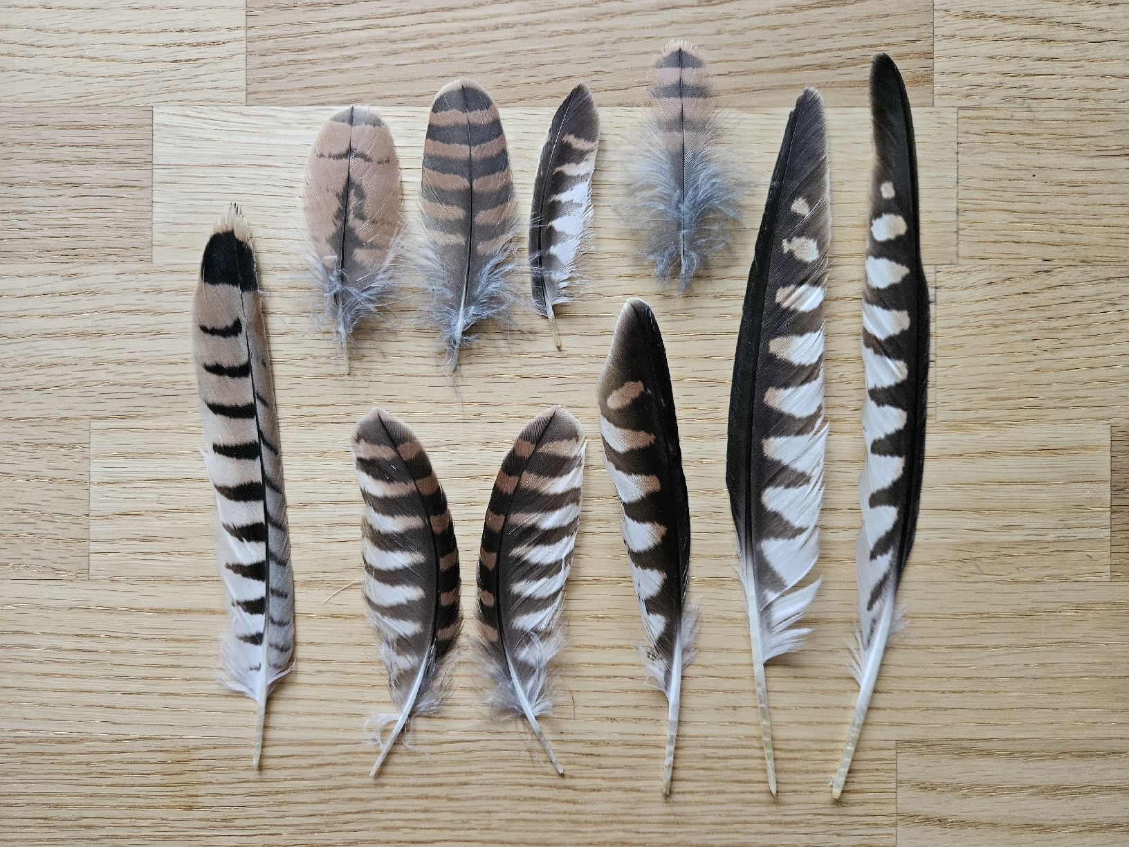 Il mondo degli animali: Turmfalke Mauserfedern – Nuovo (secondo la descrizione) da Wallenwil venduto da luc_mei