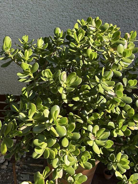 Pflanzen & Samen: Wunderschöner Geldbaum  – Neu und originalverpackt aus Oberdiessbach von ahoj1 4