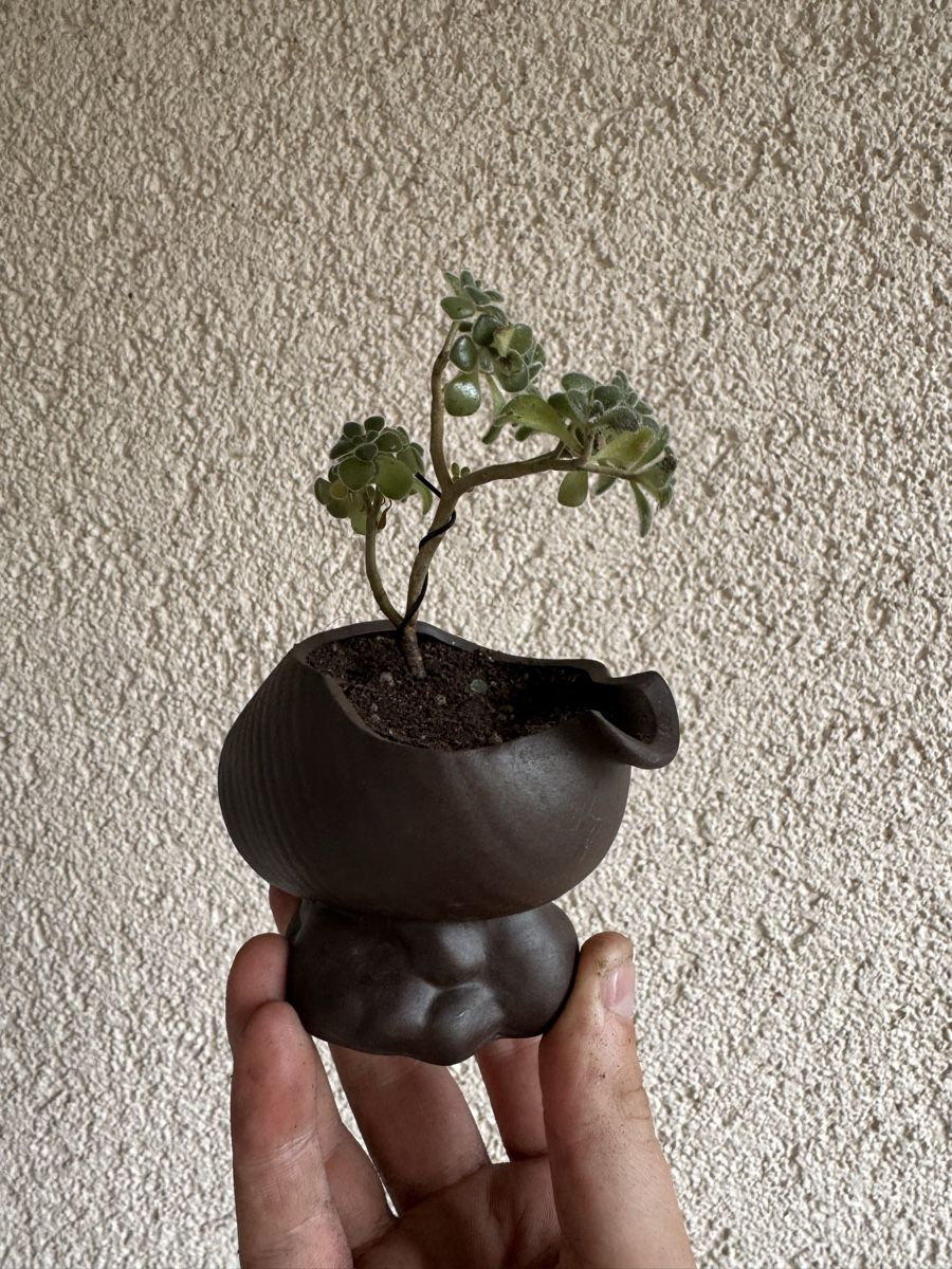 Plantes & graines: Kleiner Sukkulenten Bonsai – D'occasion à Rümlang par Gruseh.ch 2