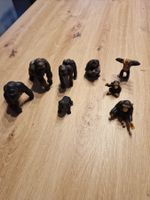 Zu Verkaufen Afrikanisch Affen Gruppe