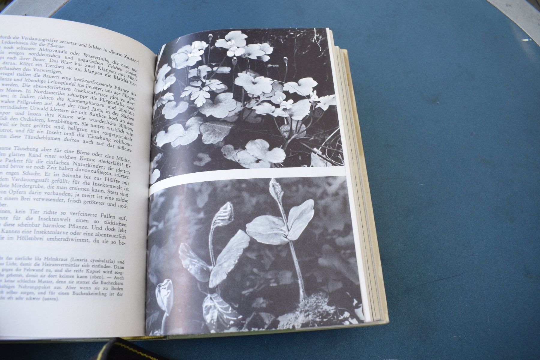 Libri: Die Welt der Planzen – Usato da Brügg BE venduto da Aristotolius 5