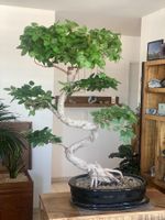 Imposanter Ficus - einzigartiger Blickfang