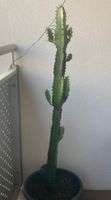 ⭕ Schöne Euphorbia Kaktee🌵 Zimmerpflanze 👍🏼 0767-742642