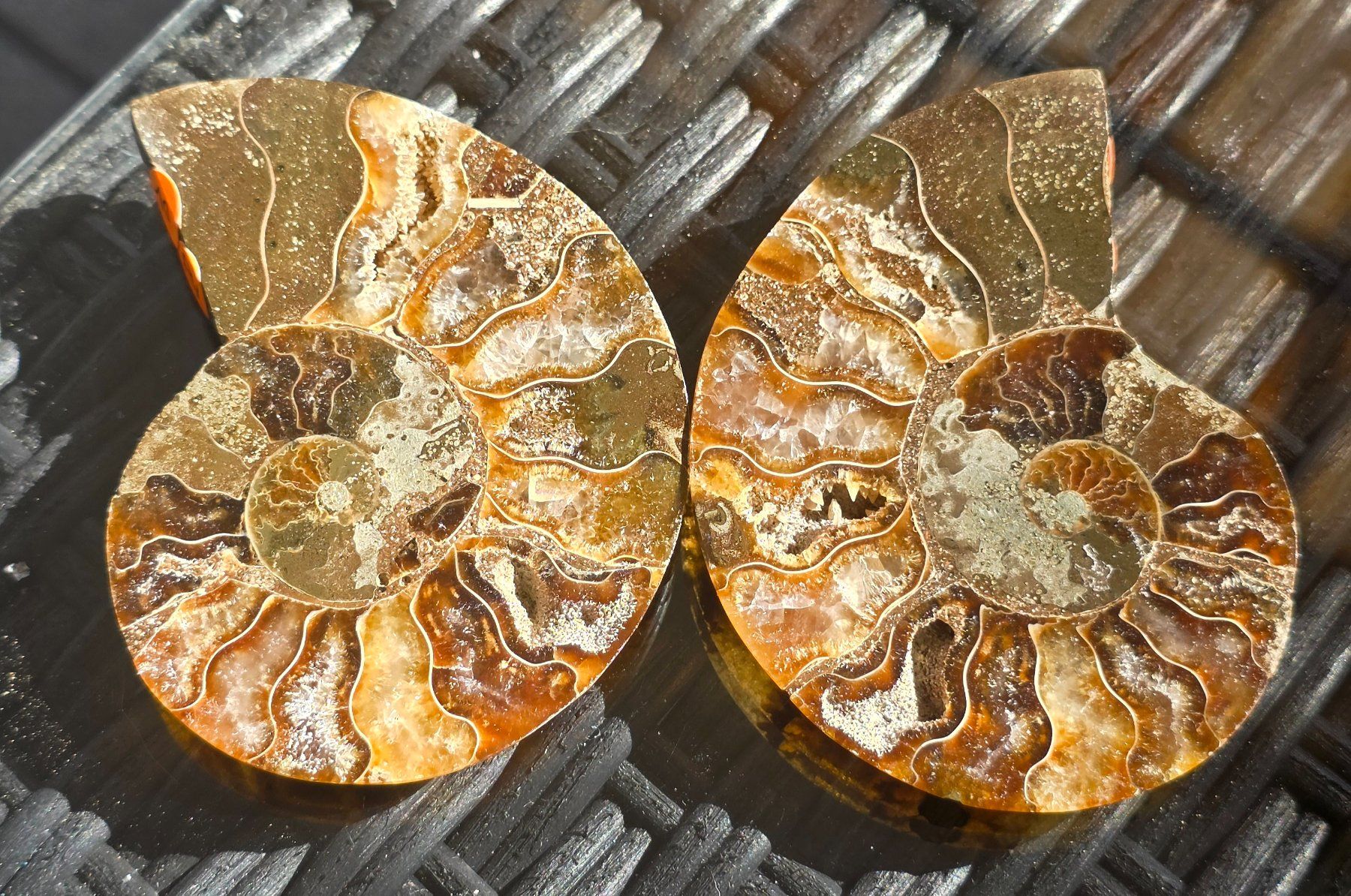 Fossili: Ammoniten Paar P4 82g – Nuovo e nell'imballaggio originale da Matzingen venduto da Shay_Crystalz