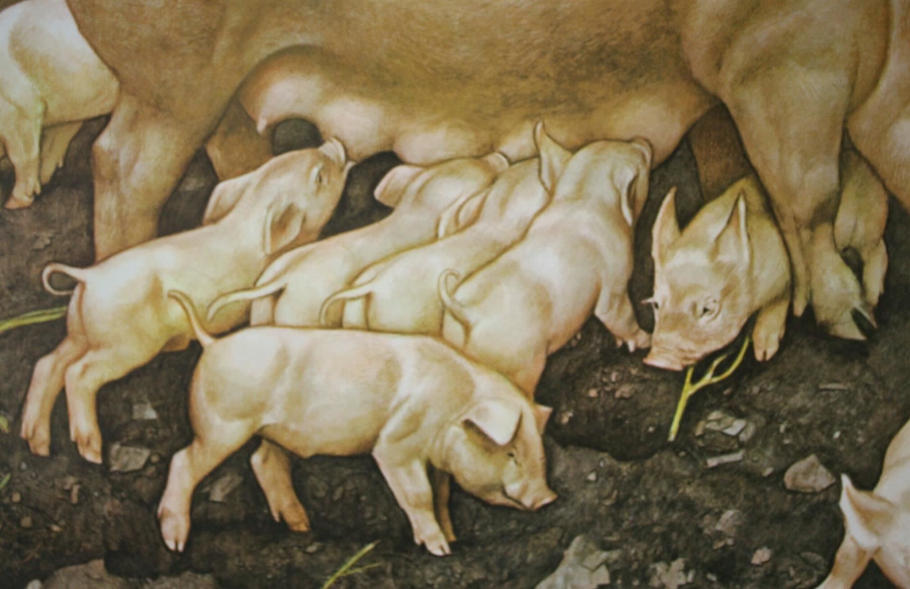 Foto & Immagini: Schulwandbild, Lehrtafel, Schwein, Ratte – Usato da Birrwil venduto da brandschatz_birrwil 1