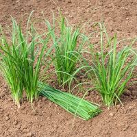AIL A TONDRE ! éloigne les pucerons 25g