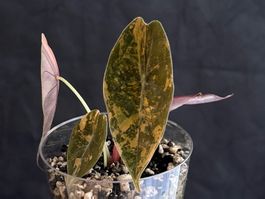 Alocasia Sedenii Aurea