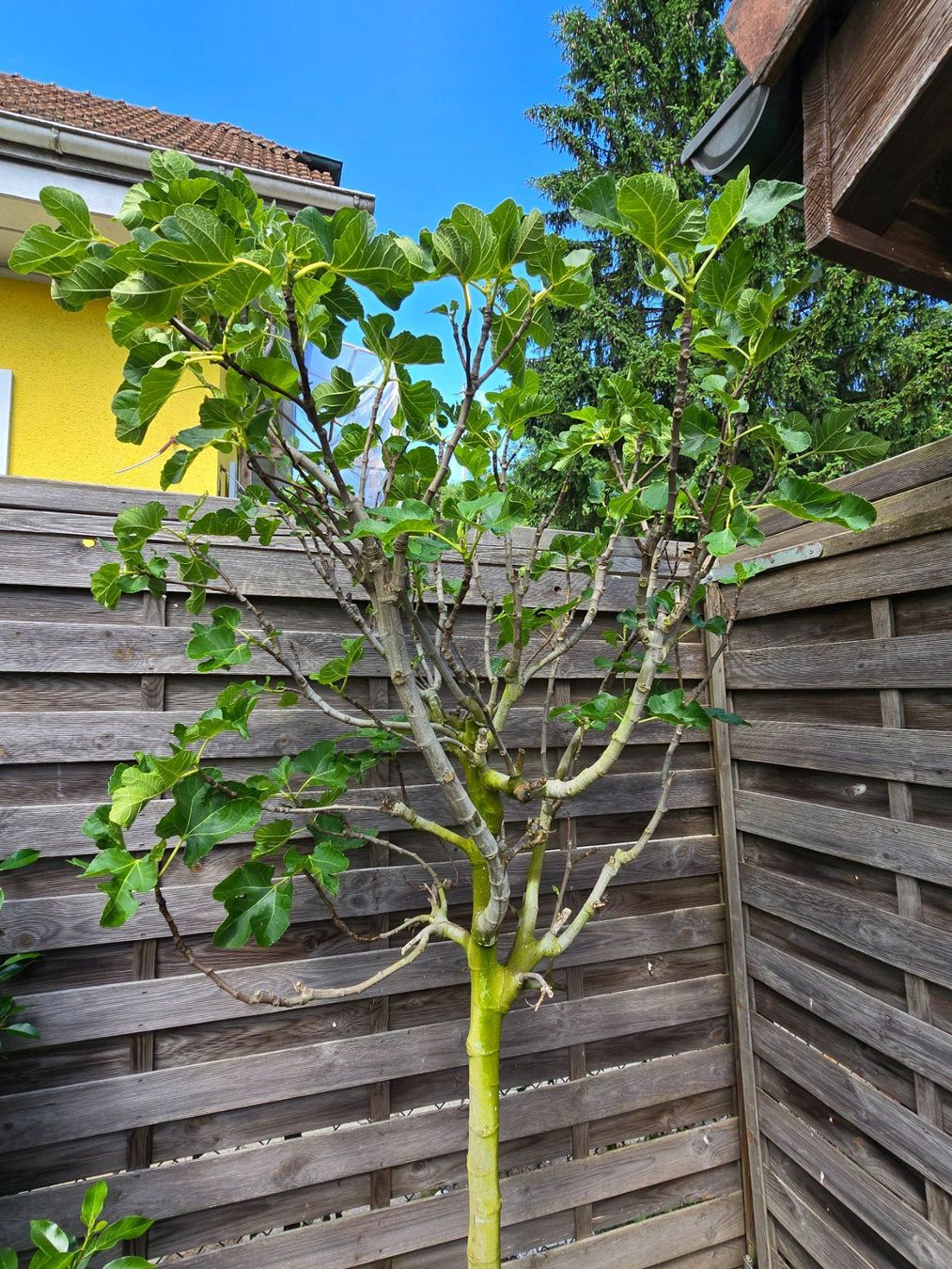 Pflanzen & Samen: Grosser kräftiger Feigenbaum – Gebraucht aus Aarburg von popkorn65 2