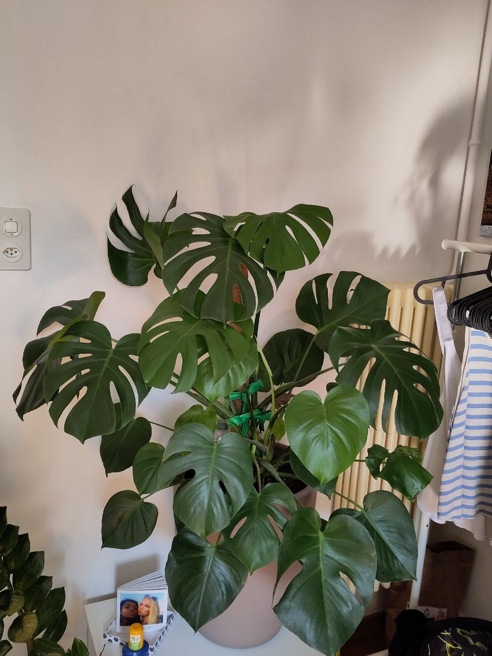Junge Monstera Ableger  (Neu (gemss Beschreibung)) in Zrich fr CHF 5   nur Abholung auf Ricardo kaufen