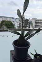 Schöner grosser Kaktus zu verkaufen