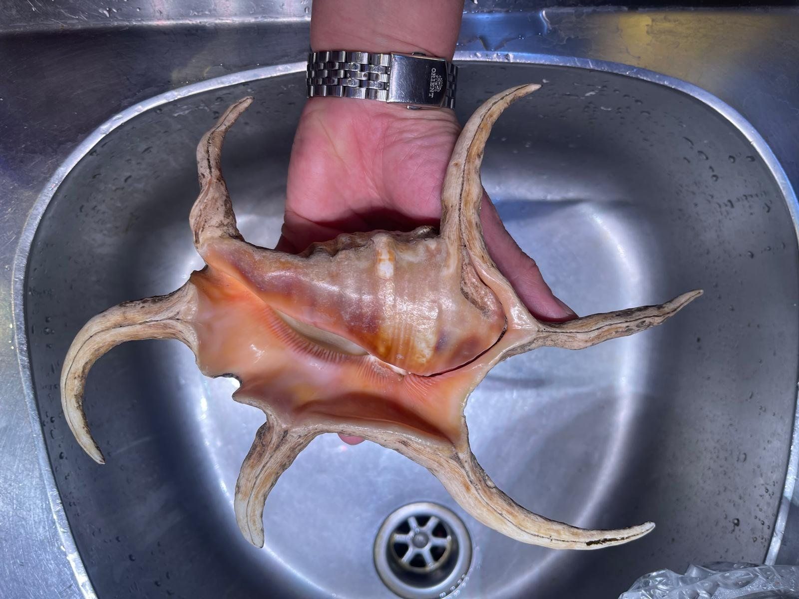 Toutes les décorations: 2 grosse antike Lambis Muscheln – D'occasion à genève par Isarath 2
