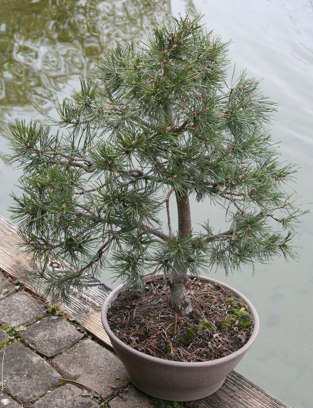 Piante & sementi: BONSAI  -  Bergkiefer – Usato da Gretzenbach venduto da Sikim 1