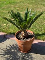 Sago Palme, Cycas Revoluta