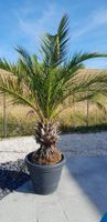 Phoenix Canariensis Kanarische Dattelpalme2 mit Topf 🌴