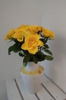 Langenthal Porzellan Vase Mövenpick