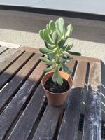 Sukkulente Pflanze 30cm