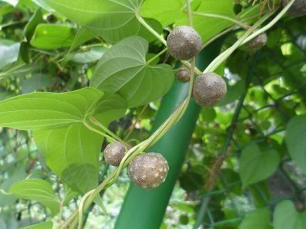 Pflanzen & Samen: Yam chinois  Dioscorea P.  10 bulbilles – Neu (gemäss Beschreibung) aus Bremblens von FIBONACCI369 2