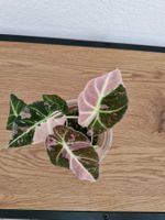 Alocasia black velevt pink variegata #2