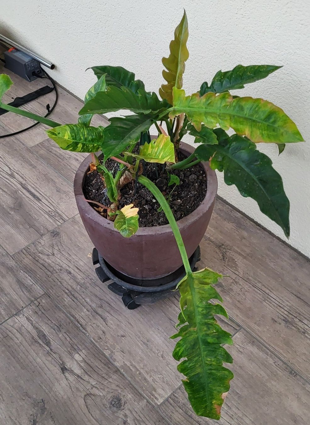 Piante & sementi: 2 im einem Philodendron ring of fire – Usato da islikon venduto da mir_8cbw 3