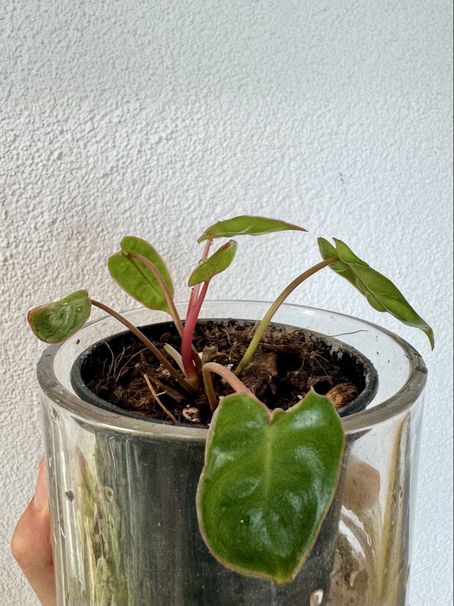 Piante & sementi: Philodendron billietiae 🌿 – Nuovo (secondo la descrizione) da Bülach venduto da Bloom_Witch 1