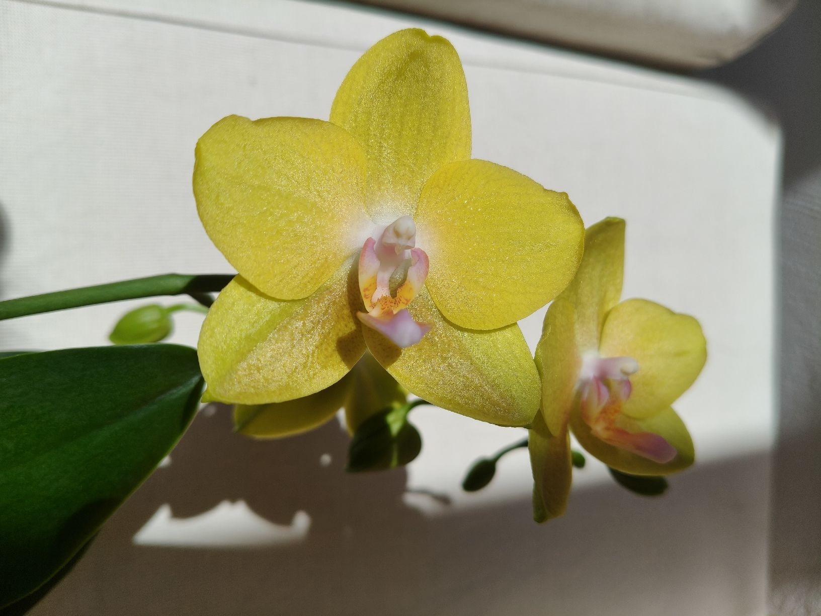 Piante & sementi: Phalaenopsis Lioulin Lawrence – Usato da Chamoson venduto da Yuriyaa