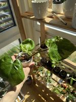 GROS DROP DE PHILODENDRONS PANACHÉS À PRIX MINI !