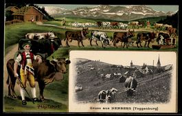AK Hemberg, Ortsansicht mit Kühen