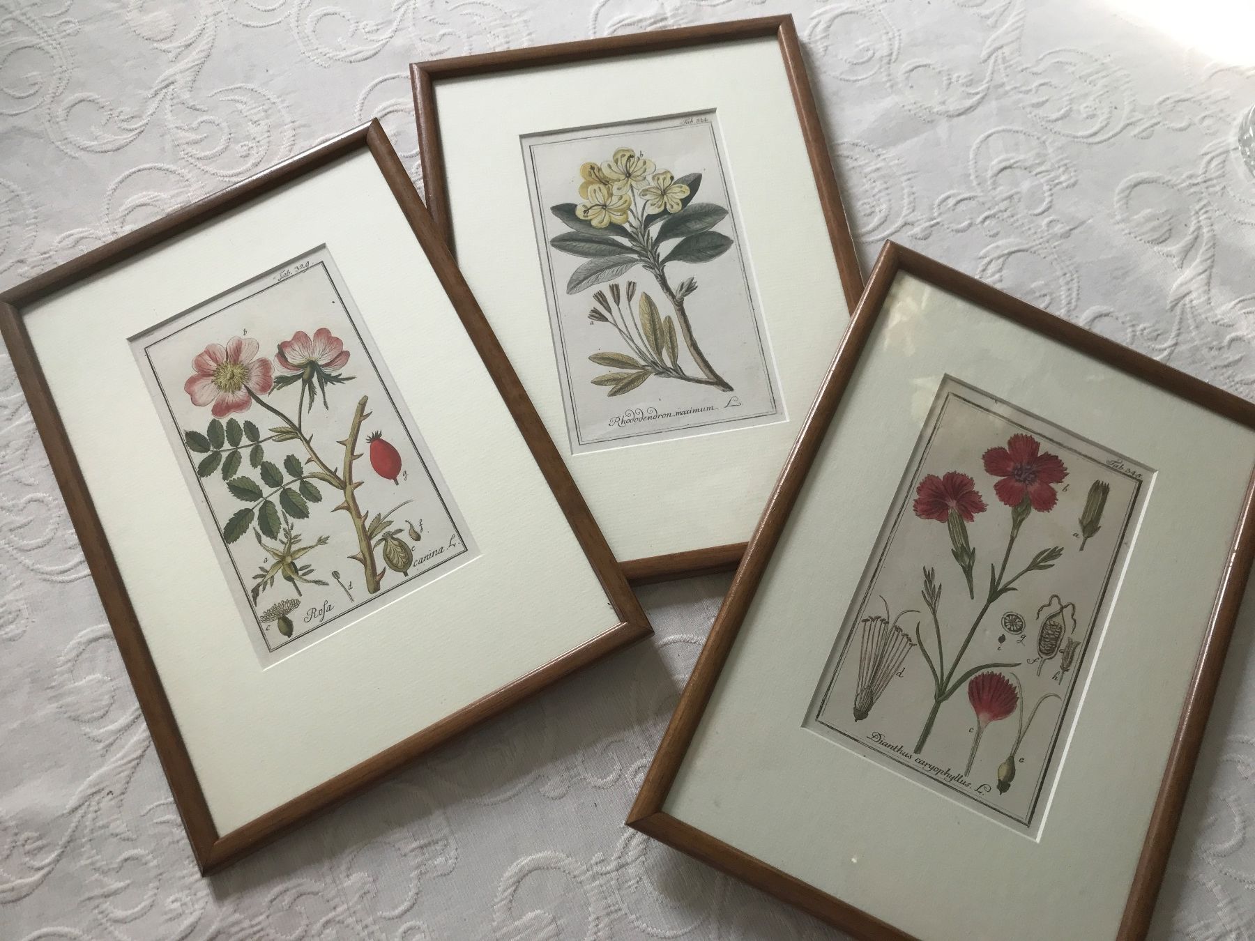 Foto & Immagini: 3er Set gerahmte botanische Drucke, – Usato da Wettingen venduto da Andres54