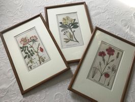 3er Set gerahmte botanische Drucke,