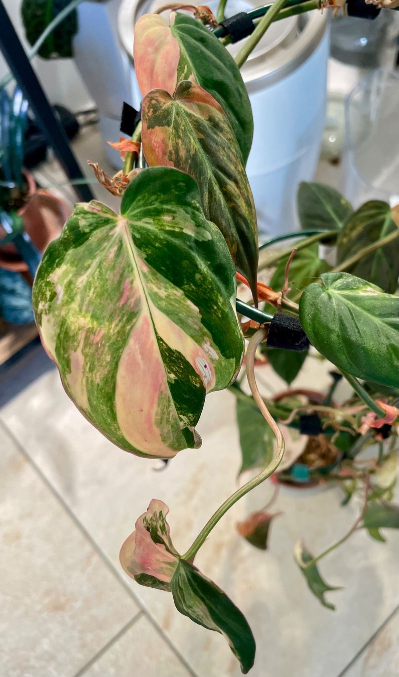 Piante & sementi: Philodendron Micans Variegata – Nuovo (secondo la descrizione) da Kaiseraugst venduto da dka_b97z 1