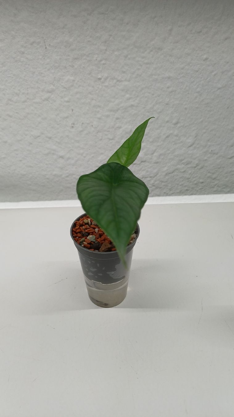 Plantes & graines: Monstera – D'occasion à Bern par uwi_8t7x 2