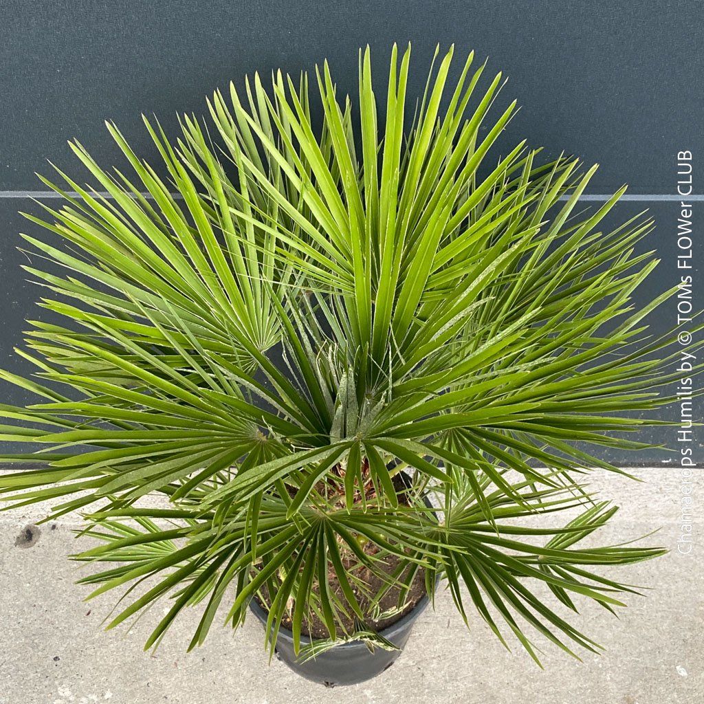 Piante & sementi: Chamaerops Humilis - fürs Haus oder Garten - robuste Palme – Nuovo e nell'imballaggio originale da Adliswil venduto da TAKEYOURPLANT 1
