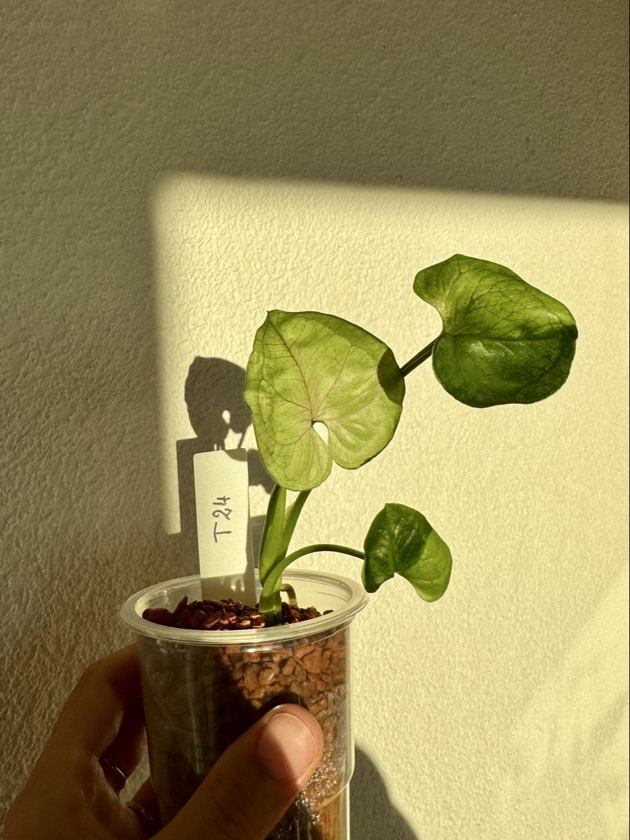 Piante & sementi: Syngonium T24 🌿 – Nuovo (secondo la descrizione) da Bülach venduto da Bloom_Witch 2
