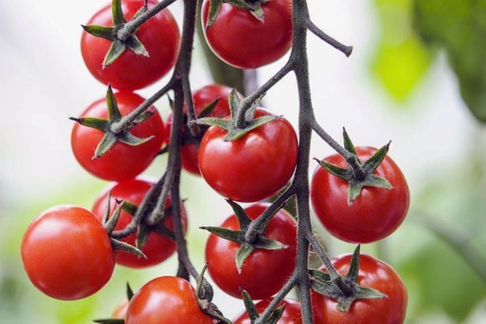 Piante & sementi: 50 Samen GARDENERS DELIGHT Kirschtomate – Nuovo (secondo la descrizione) da Ehrendingen venduto da VerveinaSamen 1