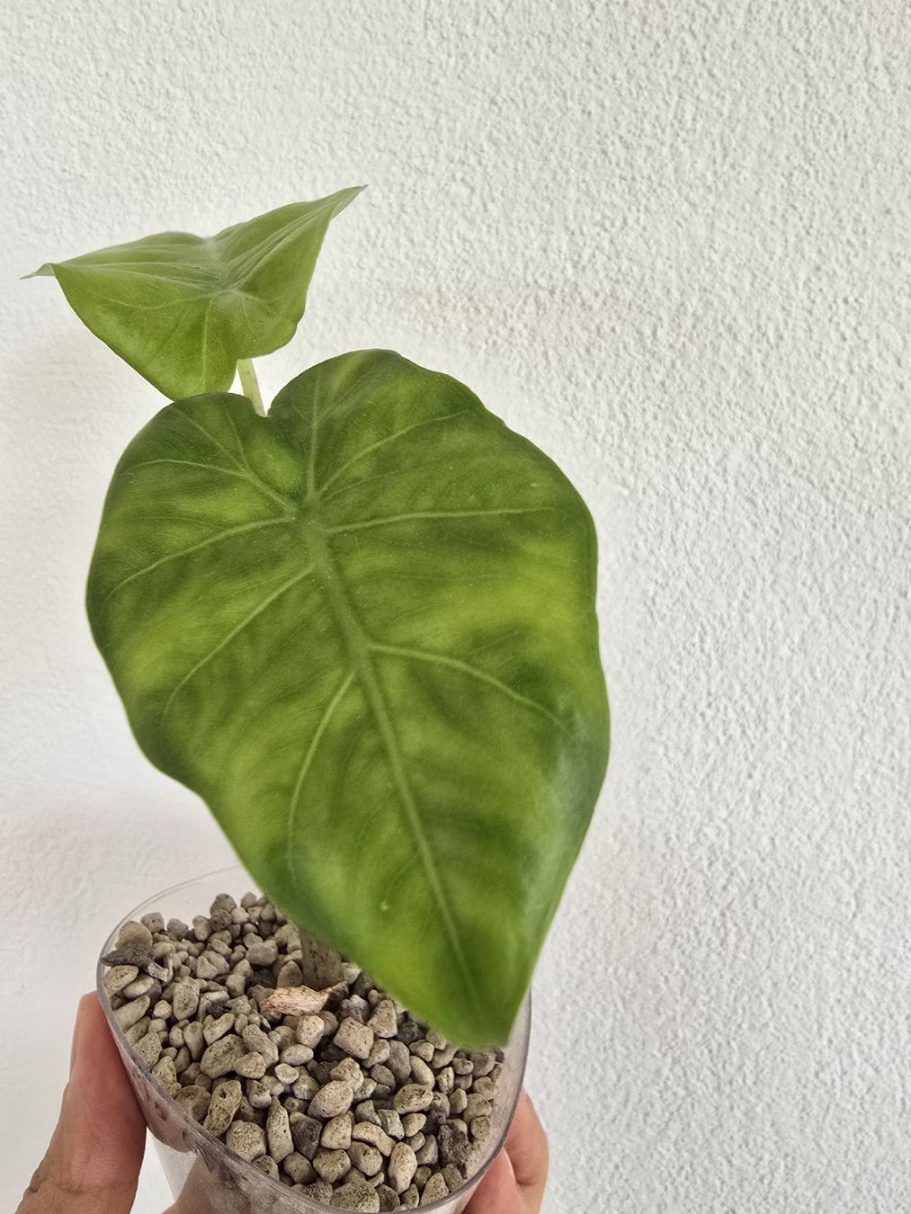 Piante & sementi: BABY Portodora Alocasia – Usato da Nidau venduto da lena_yellow 8
