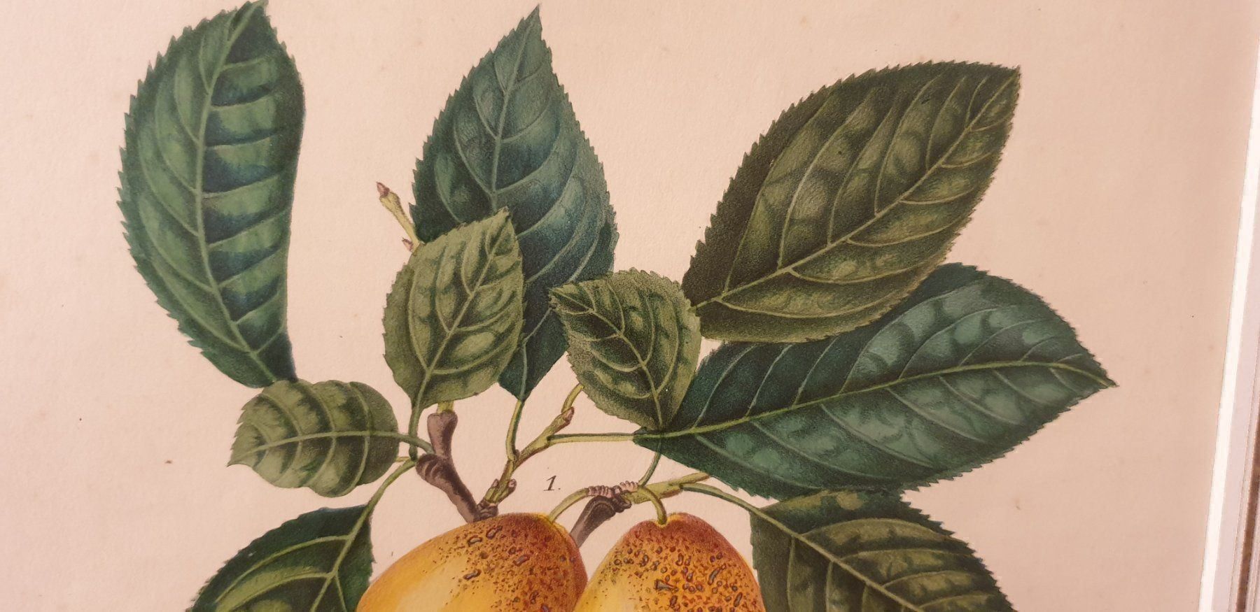 Incisioni: Stich um 1840 – Usato da Winterthur venduto da han_m89f 5