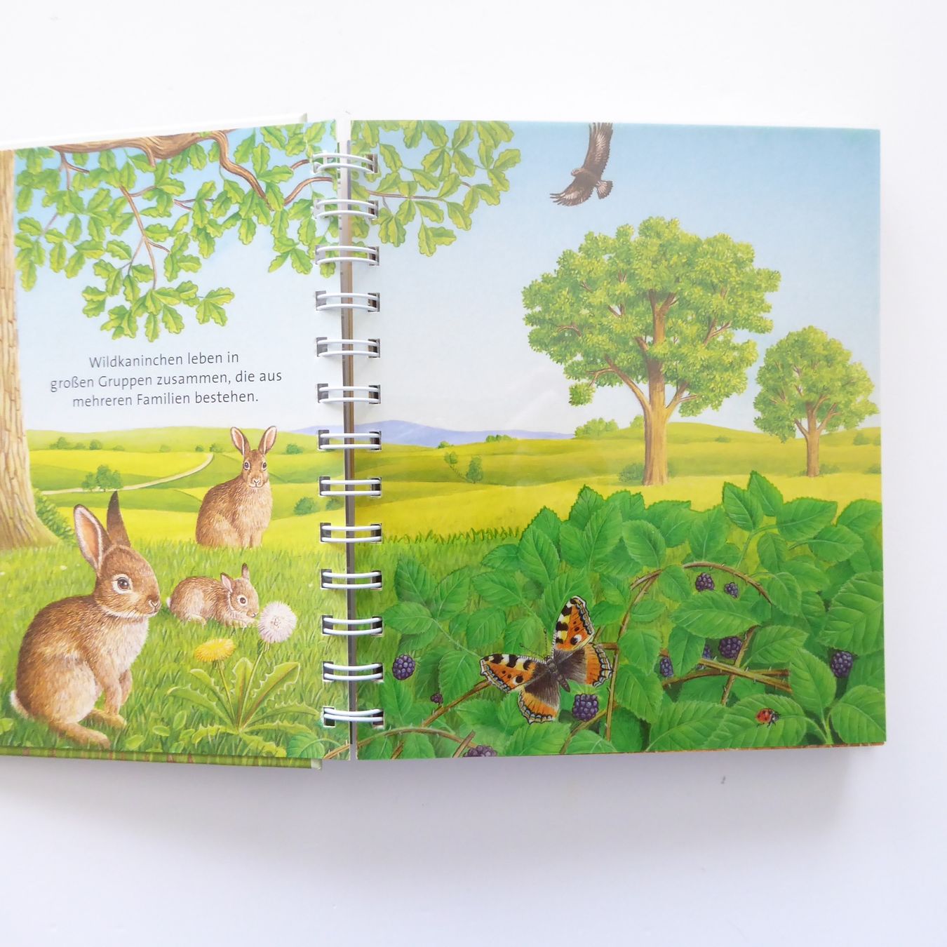 Libri: Das Kaninchen - Meyer Kinderbibliothek – Usato da Basel venduto da Kunterbunt12 2