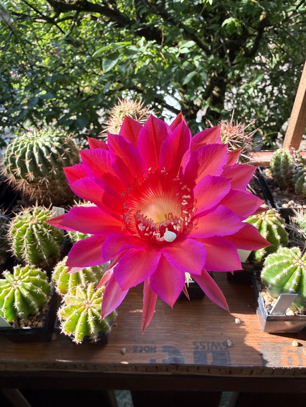 Piante & sementi: 2in1 Echinopsis Hyb. Madame Pele x oxygana – Usato da Rorbas venduto da SimS0n 2