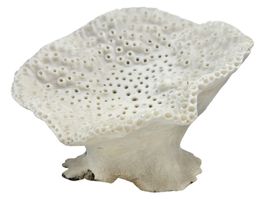 Corail TURBINARIA RENIFORMIS blanc naturel. Poids 1.10 Kg