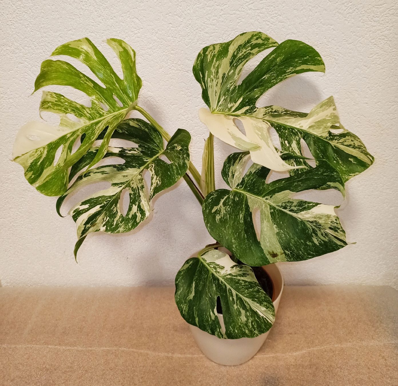 Piante & sementi: Monstera Deliciosa Albo Variegata – Nuovo (secondo la descrizione) da schöftland venduto da UniquePlants